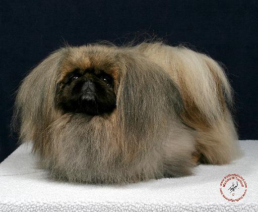 Pekingese 9Y033D-027.JPG